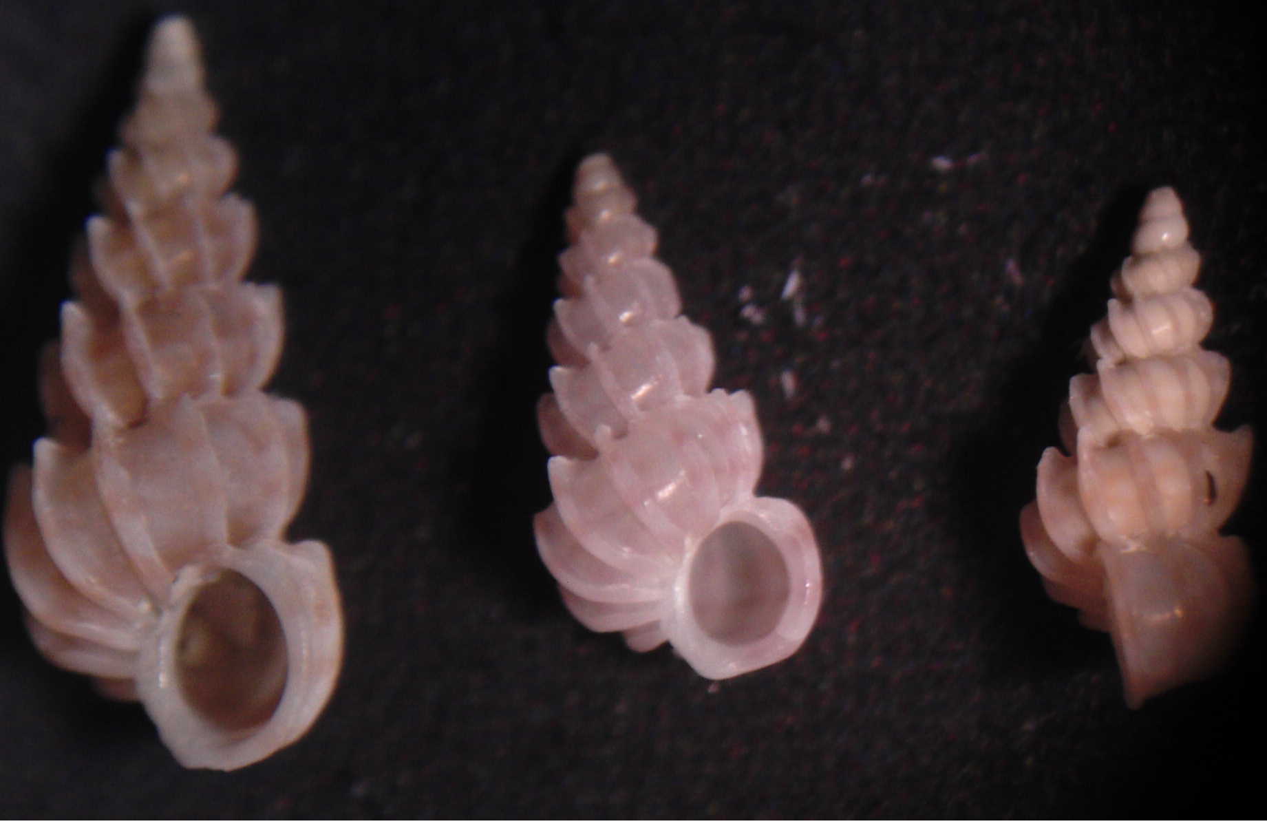 adriatico centrale -90